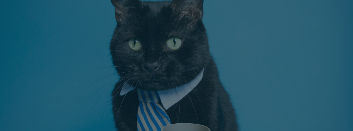 Purr-fect Business Advice: Lessons I Learned from My Cats