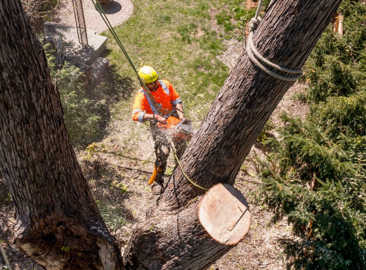 A Precision Landscape & Tree climber in an orange hi-vis shirt and yellow helmet cutting a storm-damaged oak with a chainsaw in a Little Canada, MN backyard, seen from above